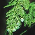 Climbing asparagus